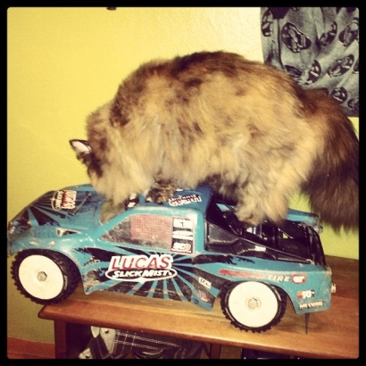 Fluffy cats love RC cars