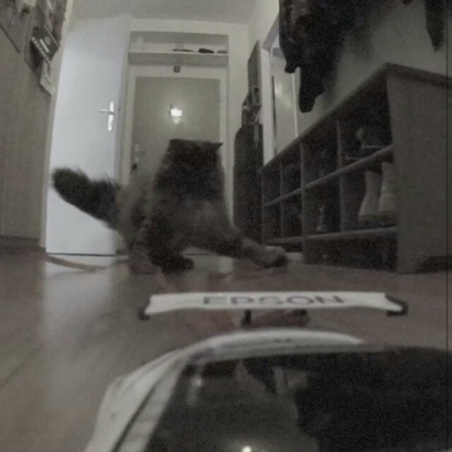 Cat attack